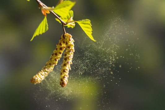 Allergy season calendar: pollen, ragweed and salt climate all year round